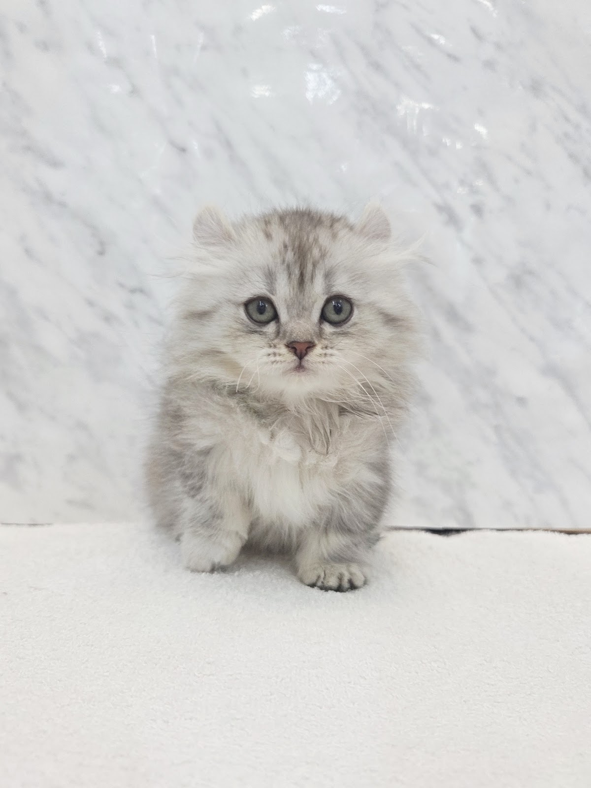 キンカローの写真