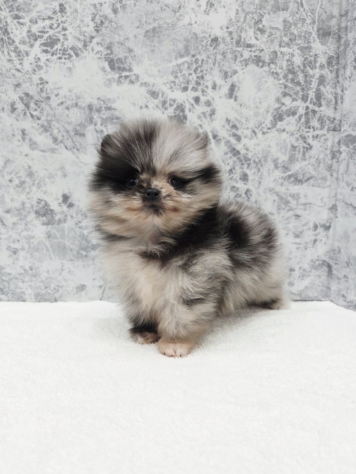 ポメラニアンの写真3