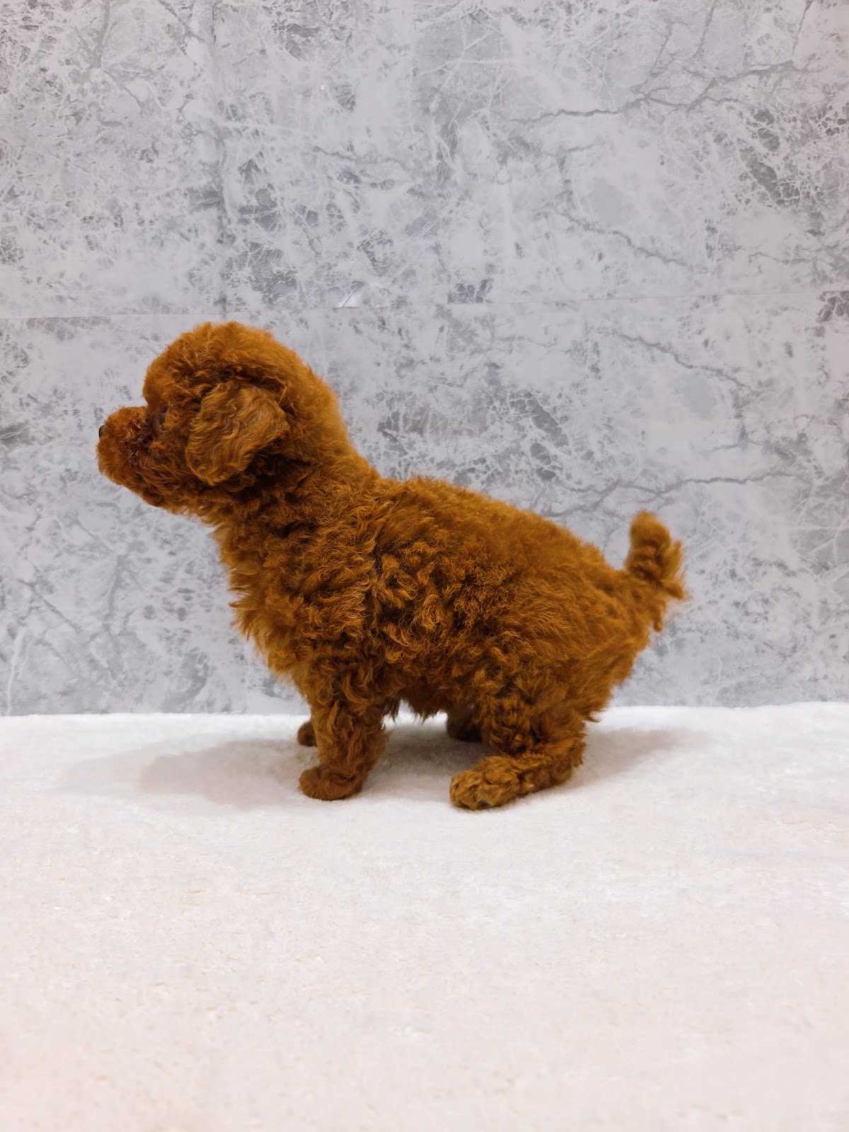 トイプードルの写真2