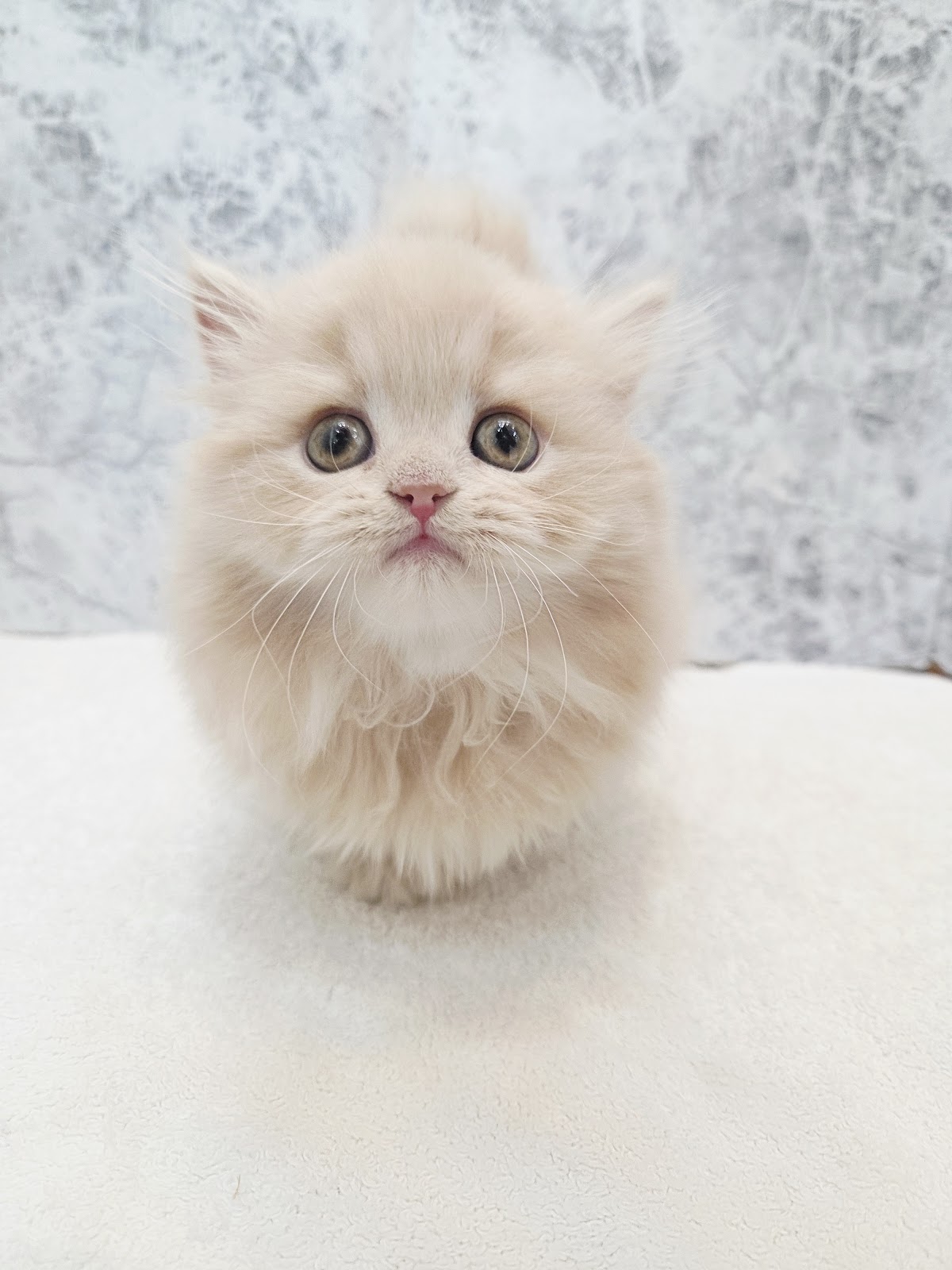 ミヌエットの写真