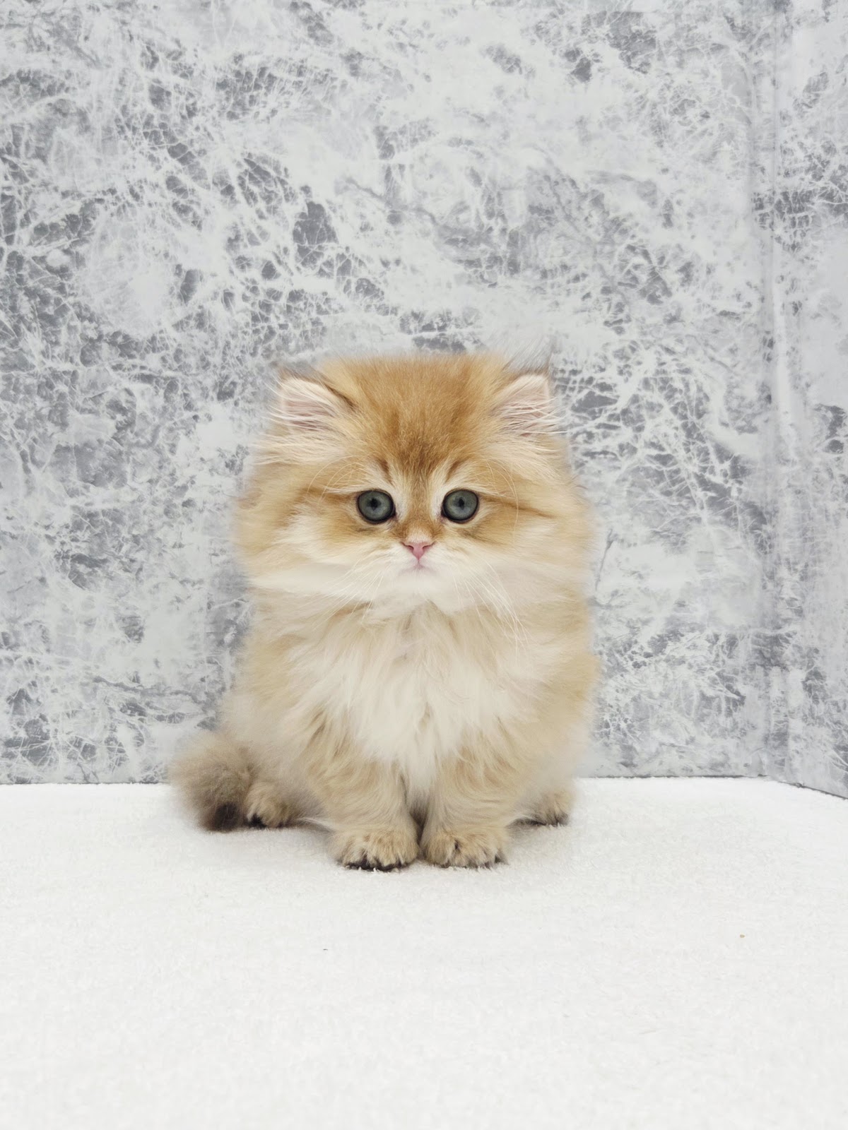 ブリティッシュロングヘアー