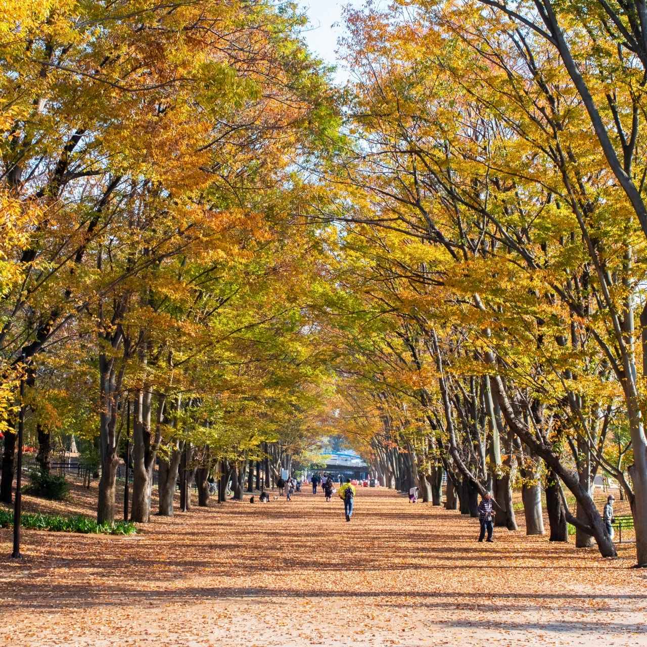 かつてトロッコが走っていた鶴間公園を横切る「水道みち」は○○○並木?
