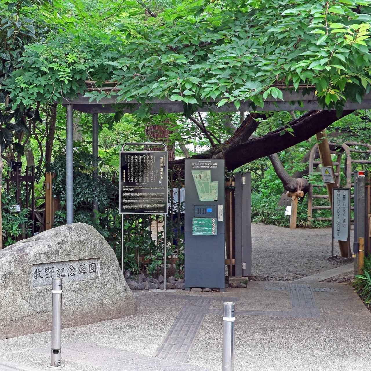 「日本の植物学の父」の足跡をたどり、植物への愛を再発見しよう