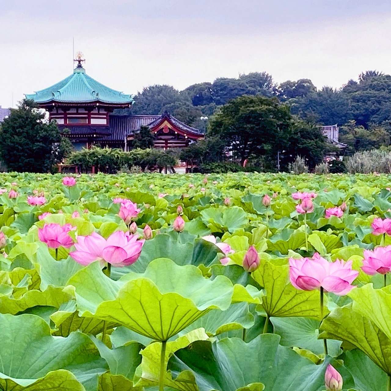 不忍池を覆う、ぜんぜん忍べてない花の名前は?