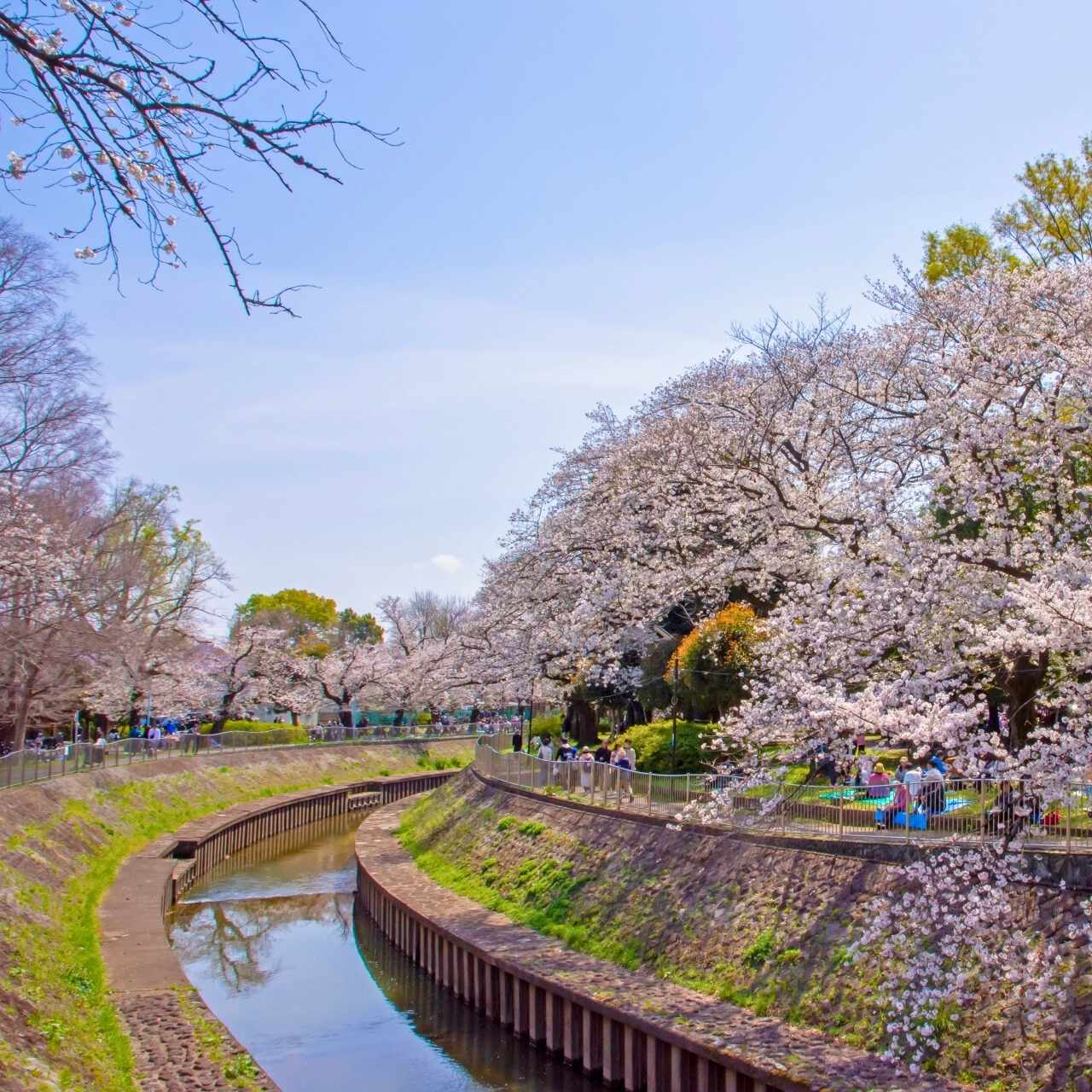 善福寺川の水辺で癒される、自然豊かな憩いの場