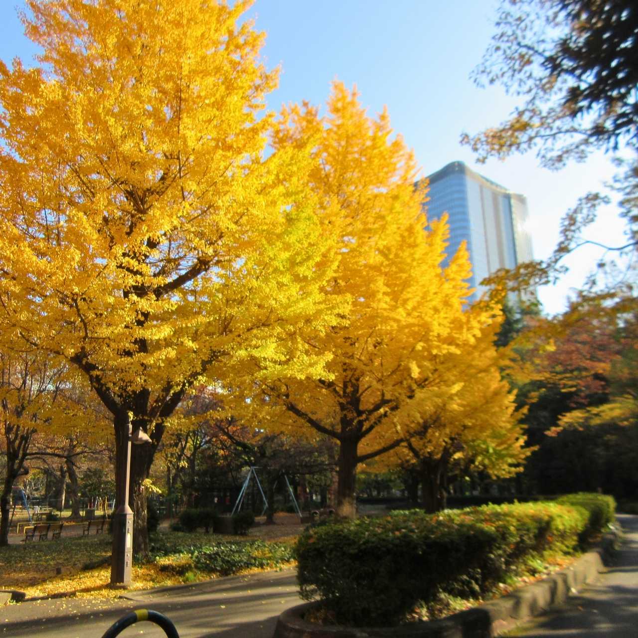 公園を設計した博士が首をかけて救った巨木は首かけ◯◯◯◯?
