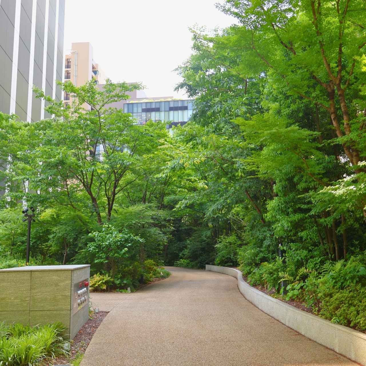 葺城の森のシンボル。立曳きで移植された大木の種類は?