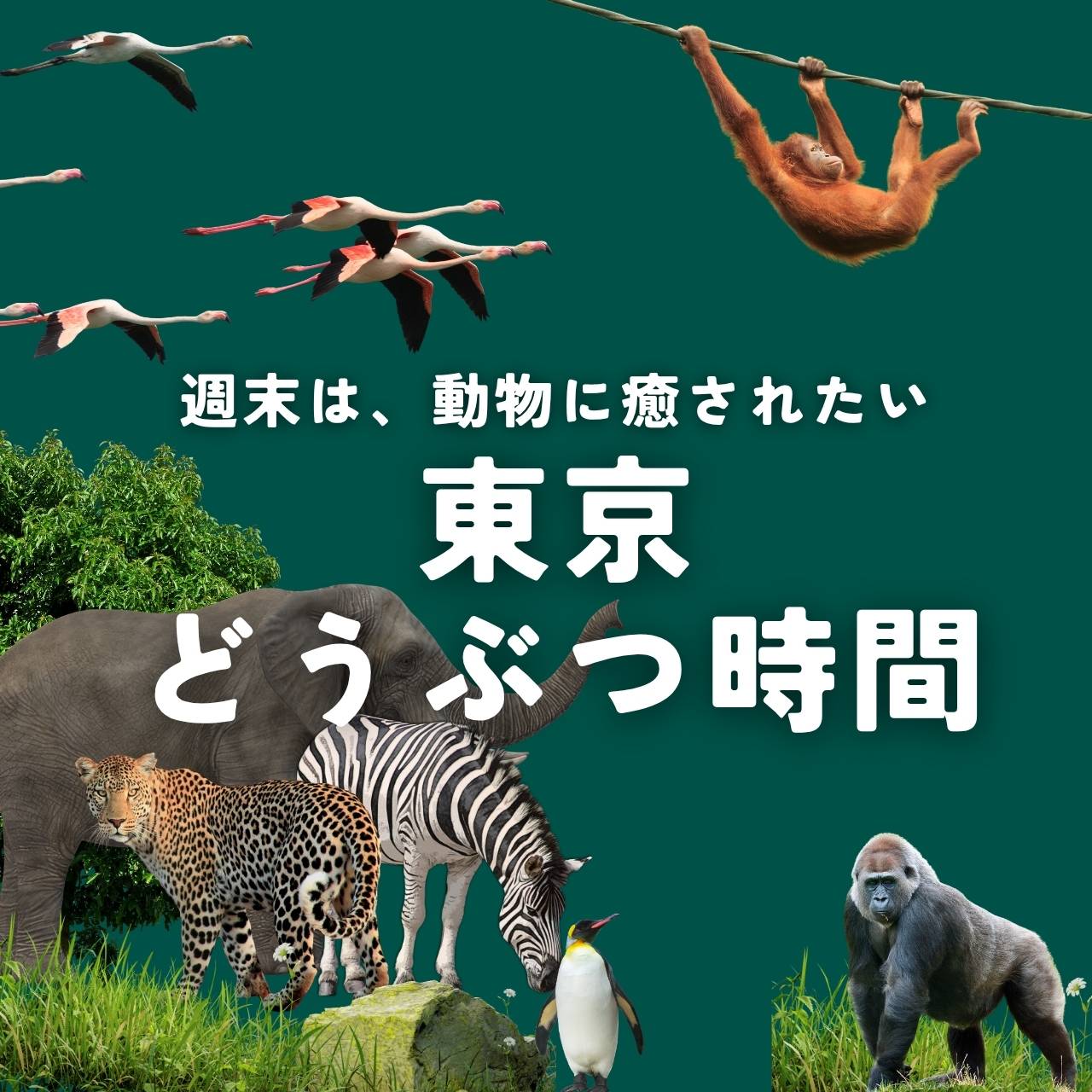 東京どうぶつ時間