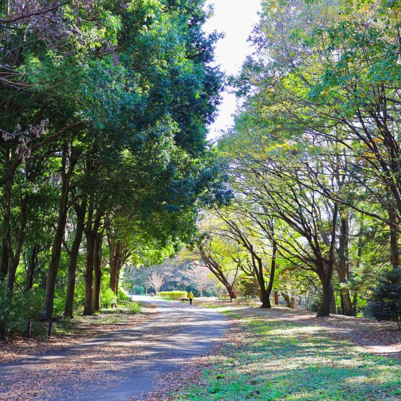 八王子と町田をつなぐ緑回廊