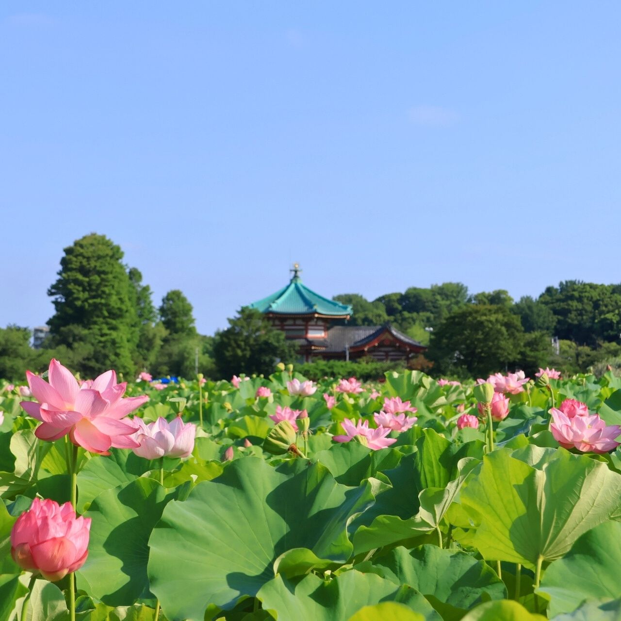 不忍池を覆う、ぜんぜん忍べてない花の名前は？｜TripQuest