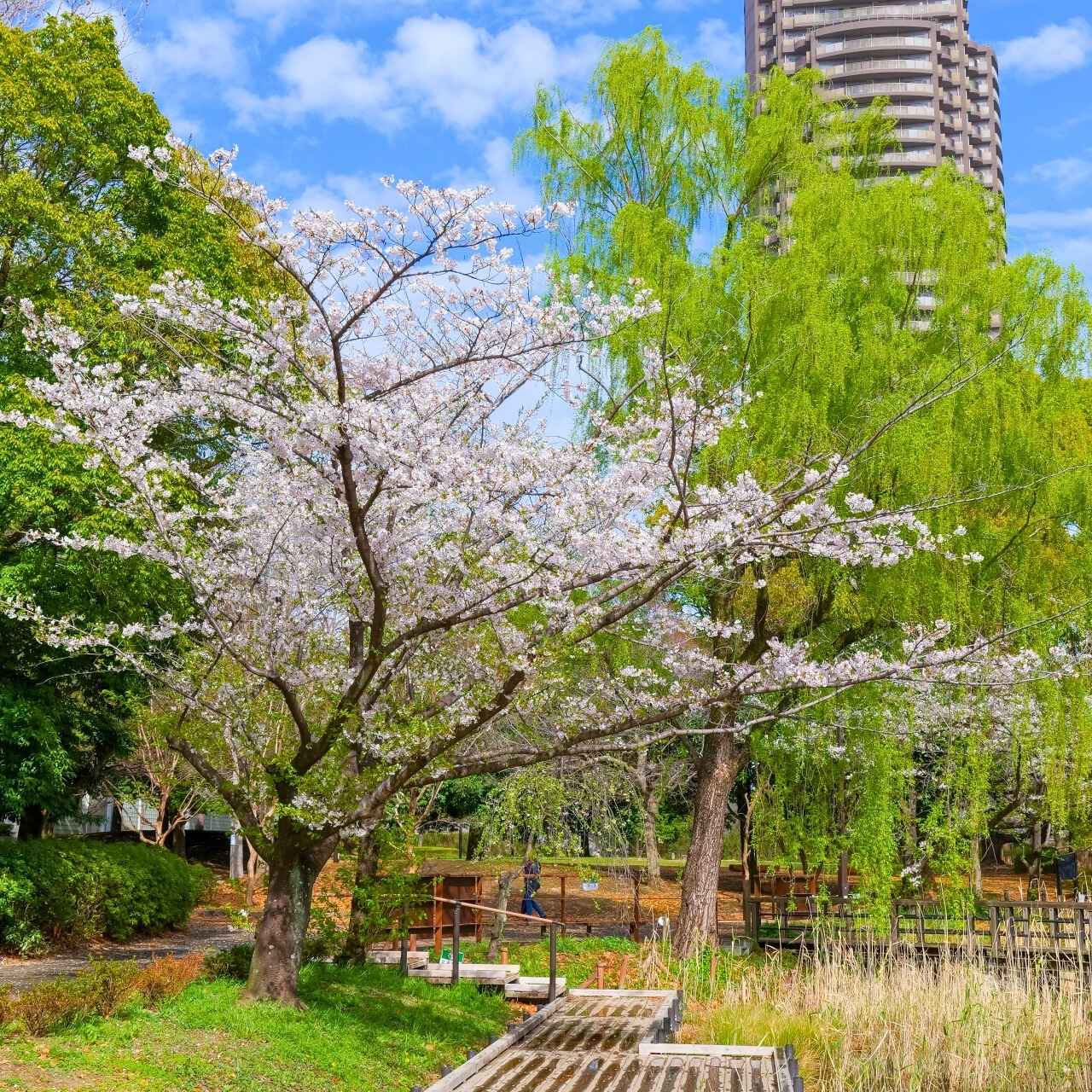 スカイツリーを望む、江戸の記憶と現代の憩い
