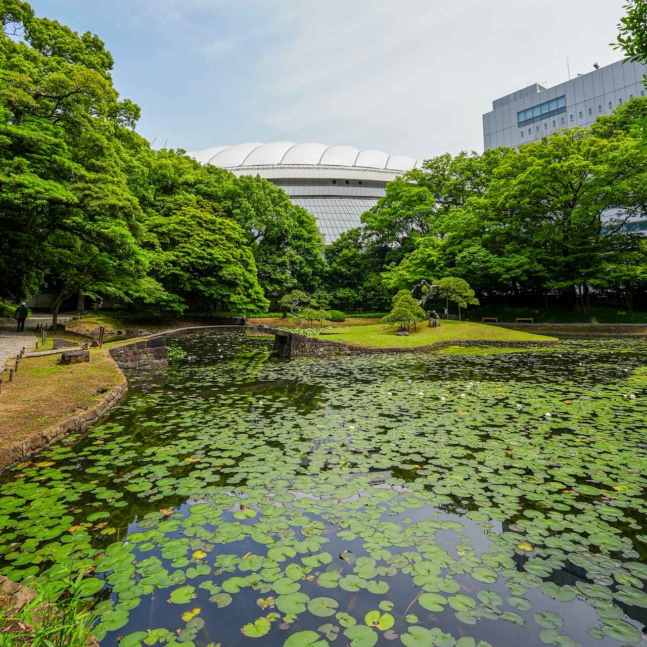 小石川庭園入ってすぐ、池の手前にある桜は◯◯◯桜?