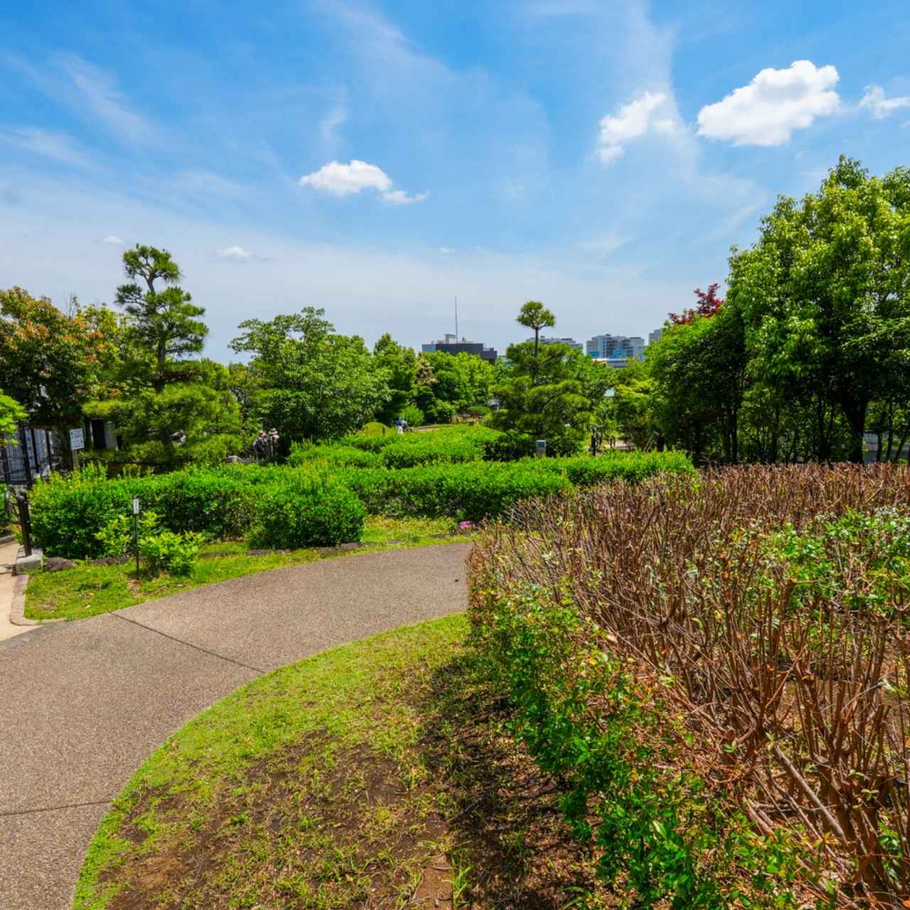 1周400mの天空庭園。西口広場にあるのは紅葉の美しい◯◯◯◯◯カエデ?