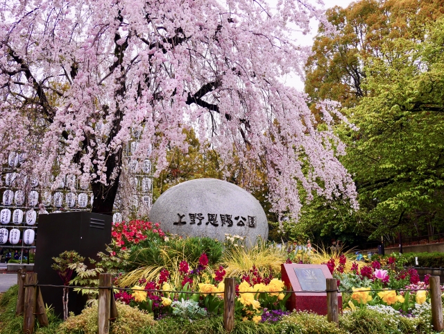上野恩賜公園のさくら通りには、約○○品種以上の桜がある?