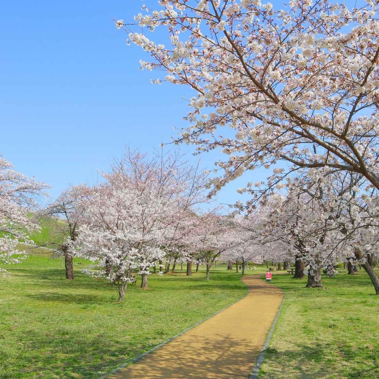 狭山公園桜メイン.jpg?w=1200&h=