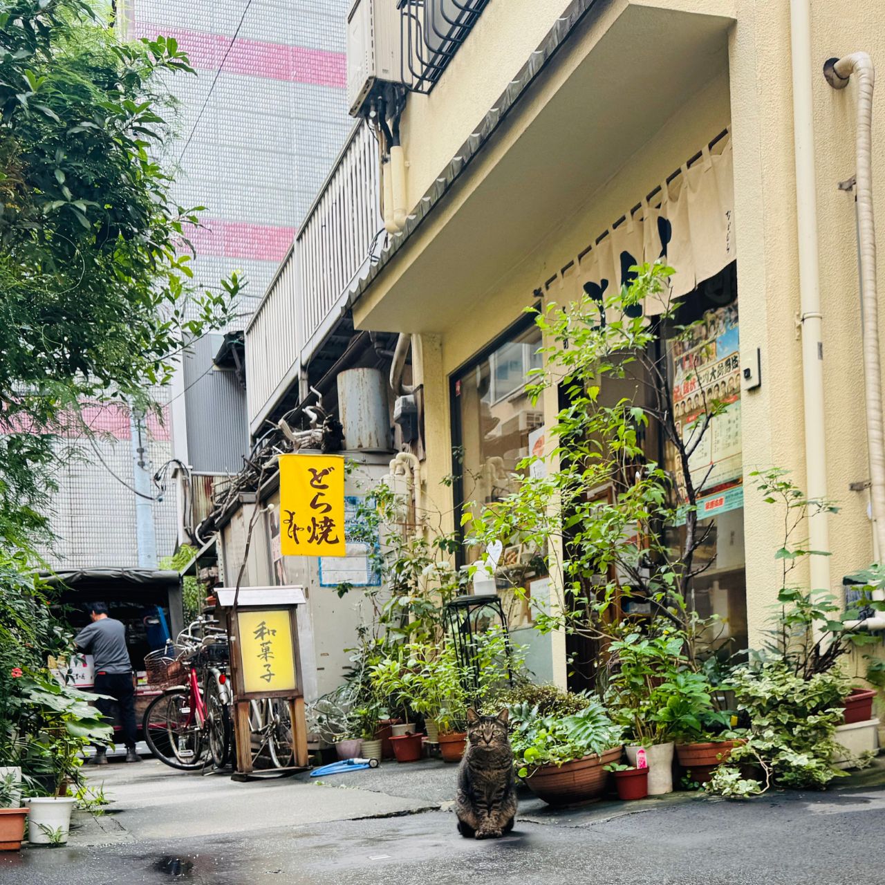 ここは本当に銀座?どら焼きがおいしい和菓子屋の看板猫に会いに行こう!