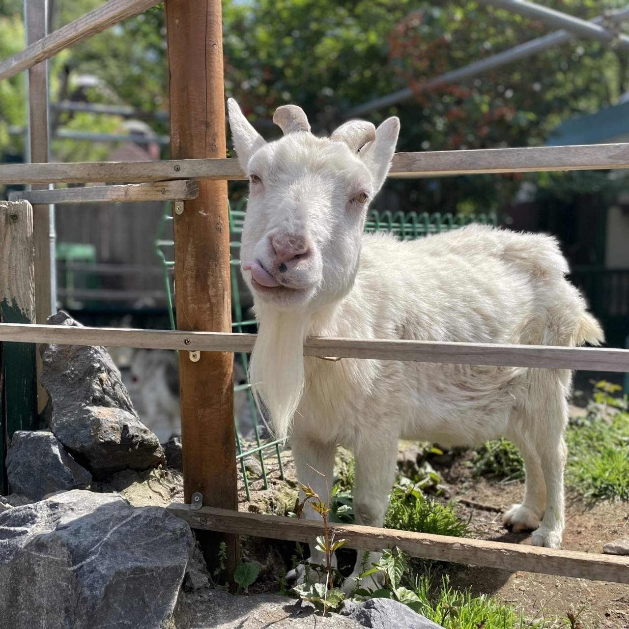 どうぶつが近いって、こんなにうれしい!まちのふれあいZOO
