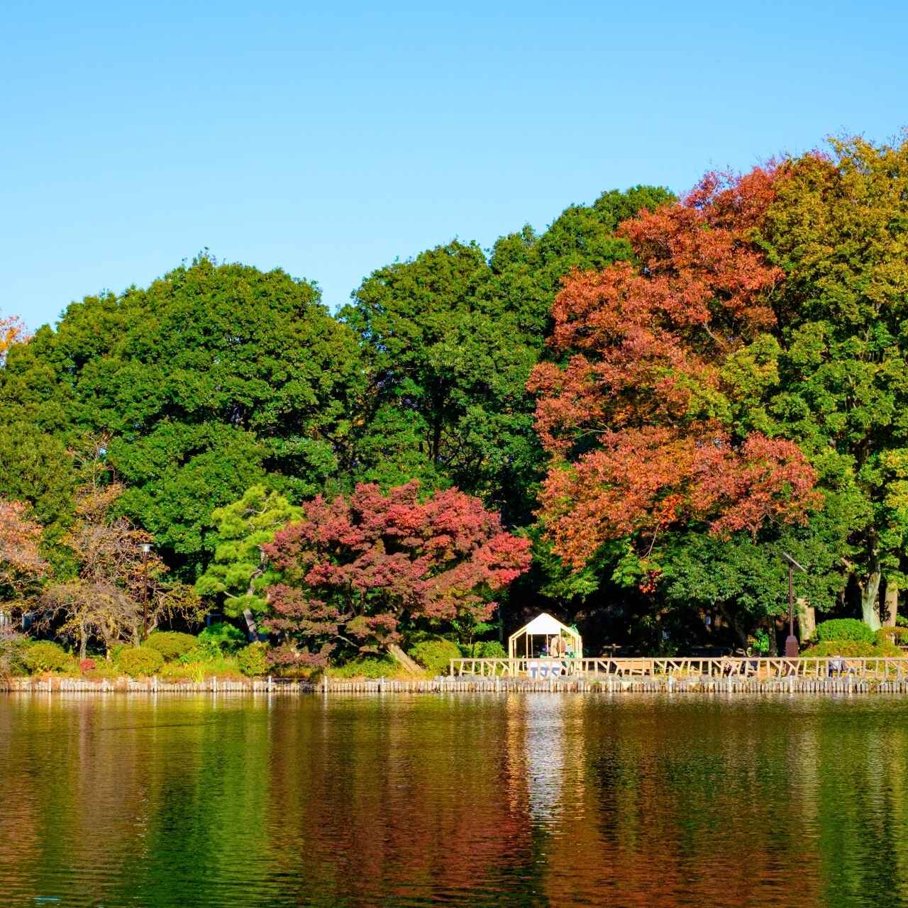 善福寺の水辺で癒される、自然豊かな憩いの場