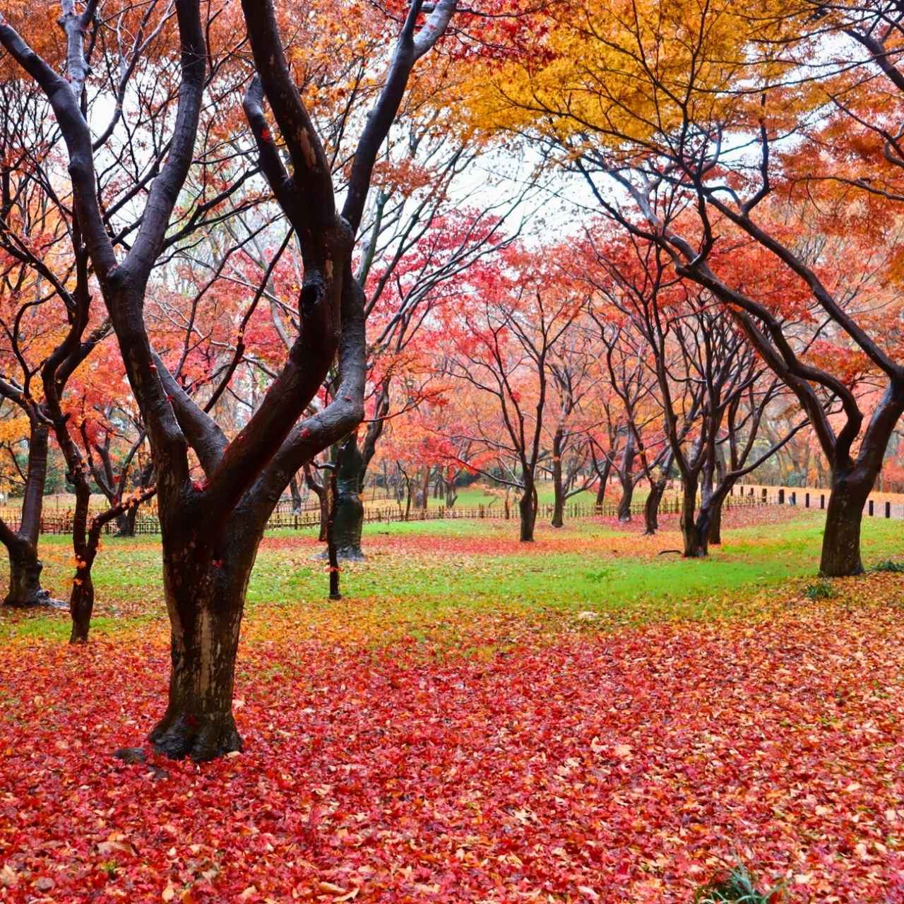 神代植物公園に原木があるサクラはジンダイ◯◯◯◯?