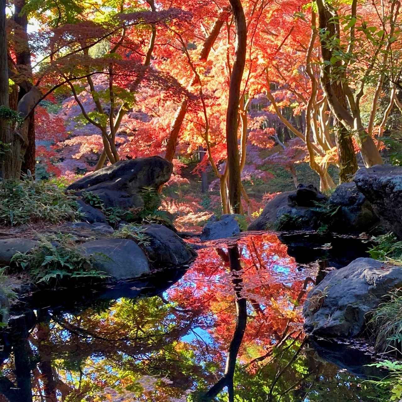 東京の名湧水57選にも選ばれているのは、◯◯◯◯池?