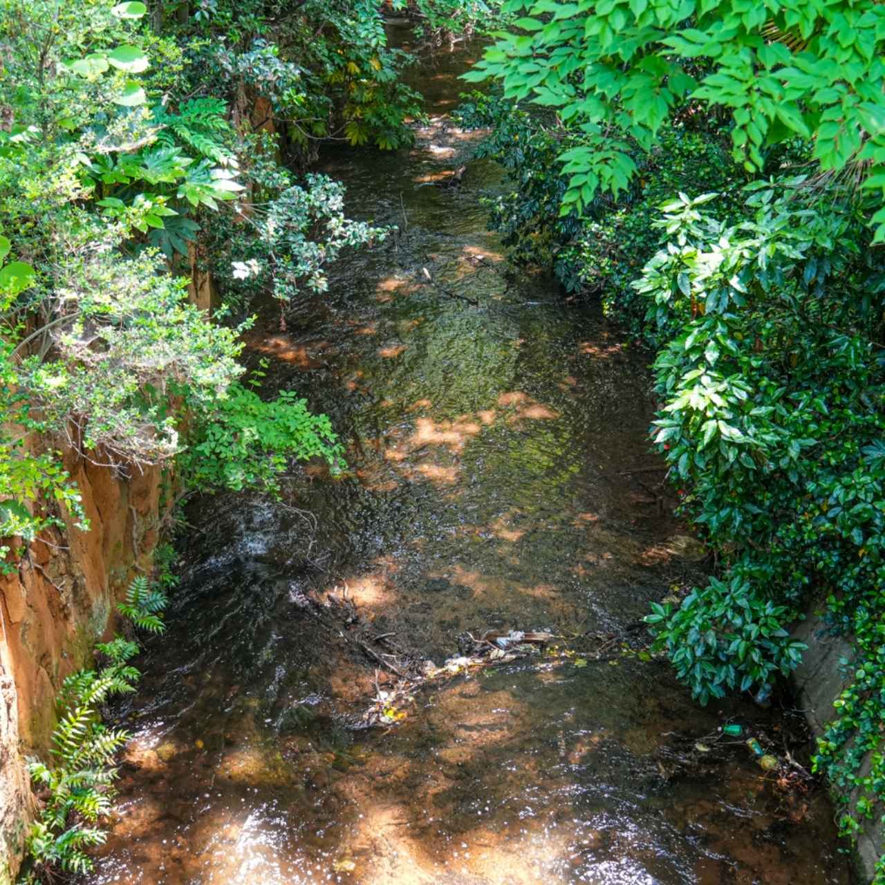 玉川上水でよく見られる3種の桜は、ソメイヨシノ、イヌザクラ、あと一つは◯◯◯◯◯?