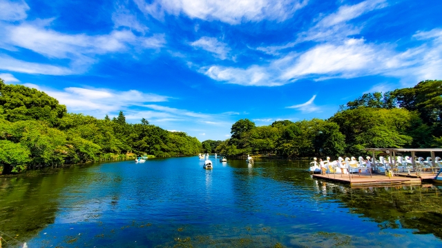 湧水の井の頭池、そのまん中にかかる橋は?