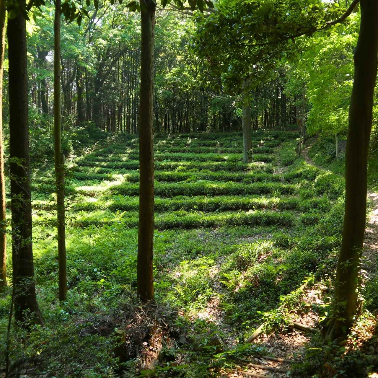 となりのトトロの舞台に広がる、武蔵野の原風景