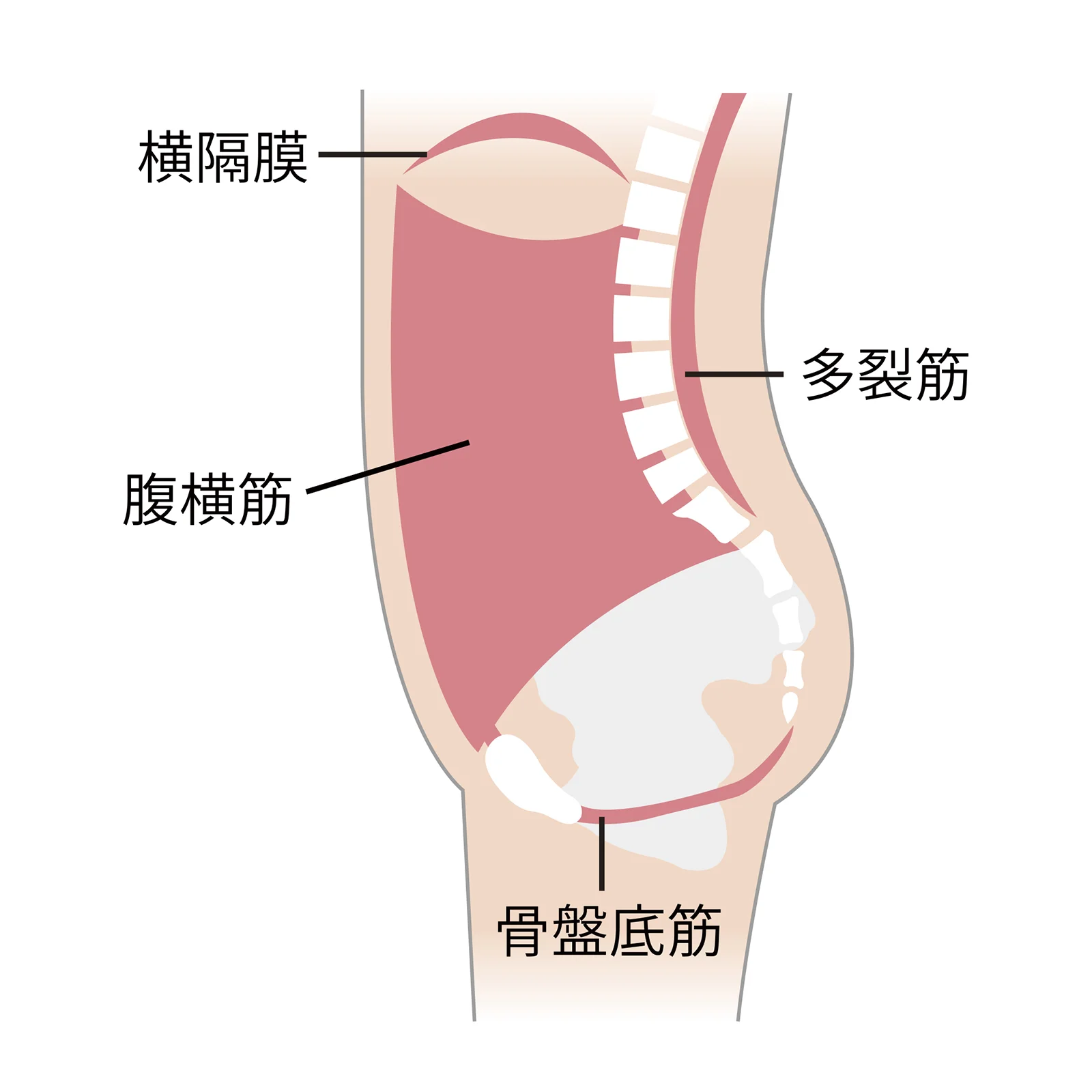 体幹部にあるインナーマッスル