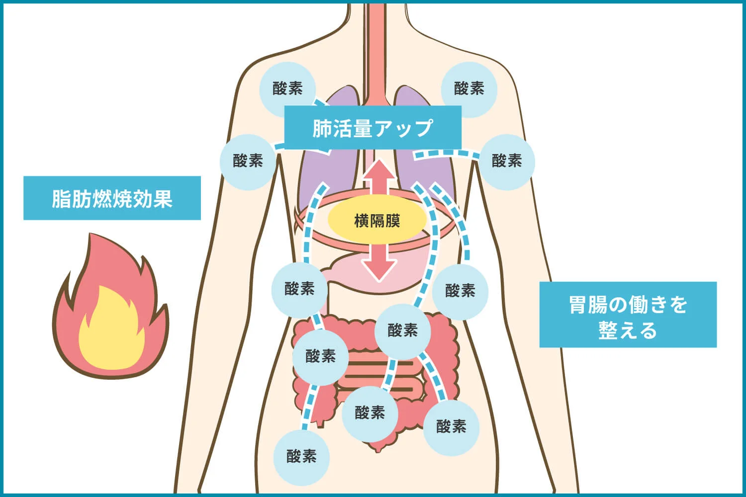 胸式呼吸の効果