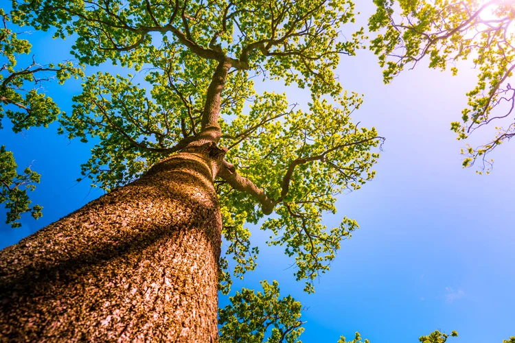 10358295936_84fdcfb1c4_o