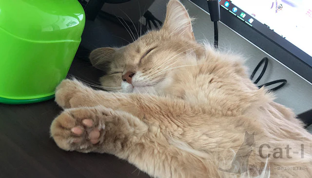 Cat-l Image
