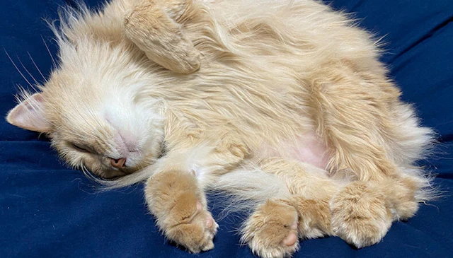 Cat-l Image