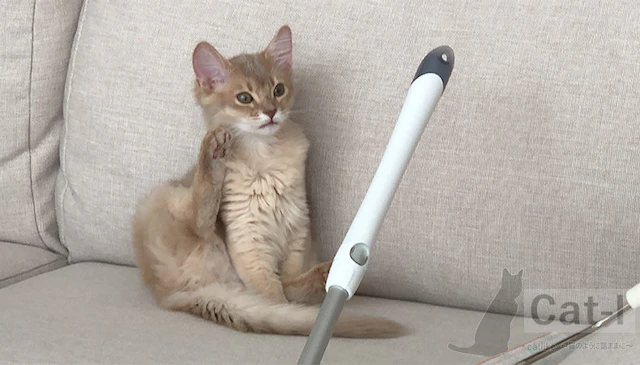 Cat-l Image