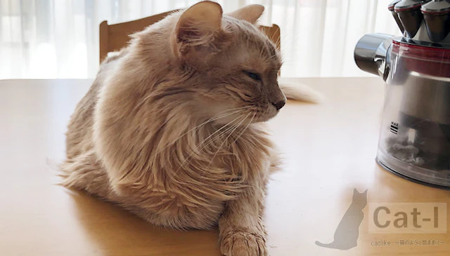 Cat-l Image