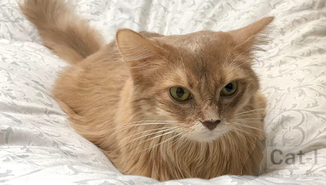 Cat-l Image