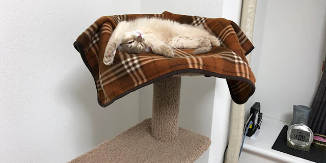 Cat-l Image