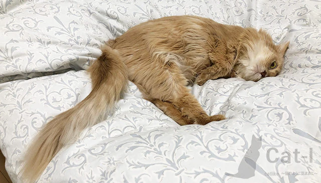 Cat-l Image