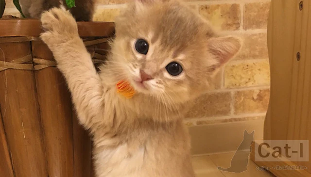 Cat-l Image
