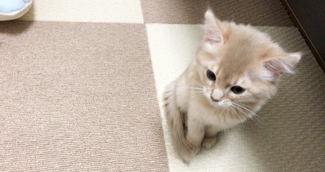 Cat-l Image