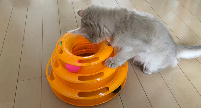 Cat-l Image