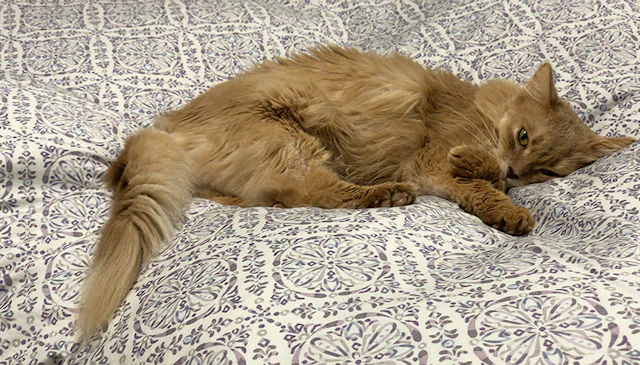 Cat-l Image