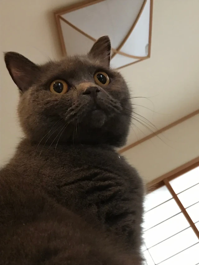 くま