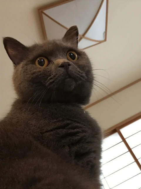 くま