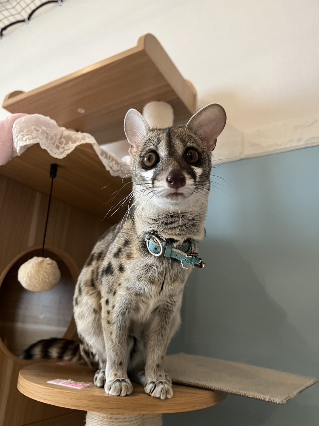 チャス(♂) 2021.9.18