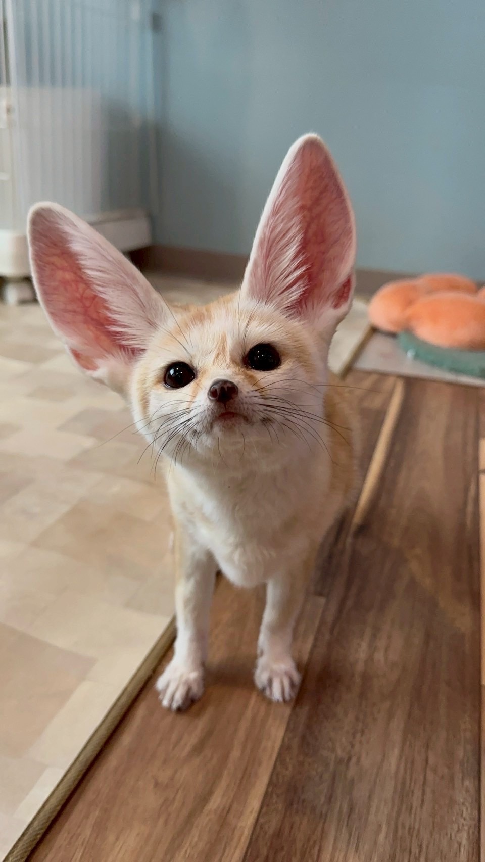 スピカ(♀) 2021.9.25