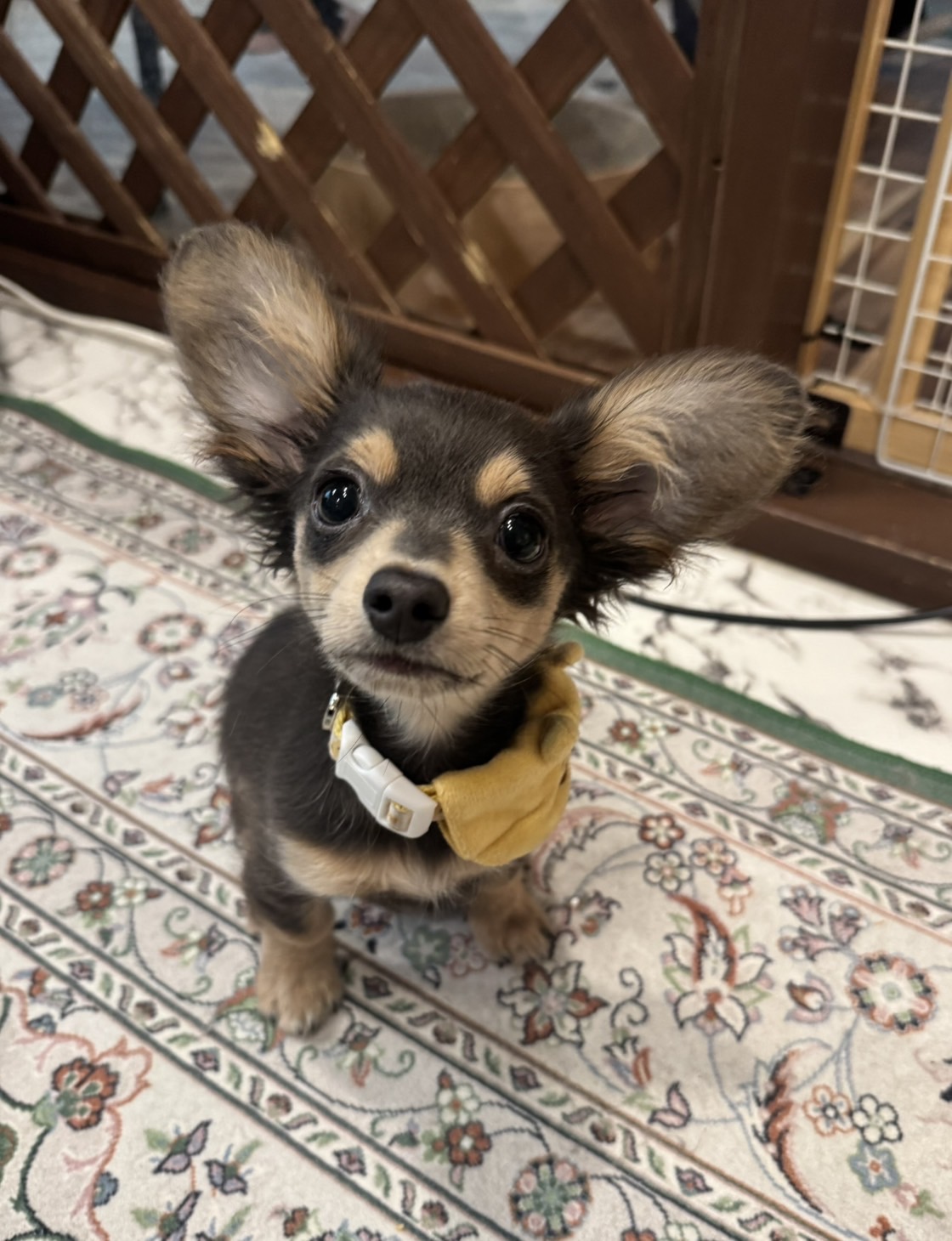 アッシュ(♂) 2025.1.20