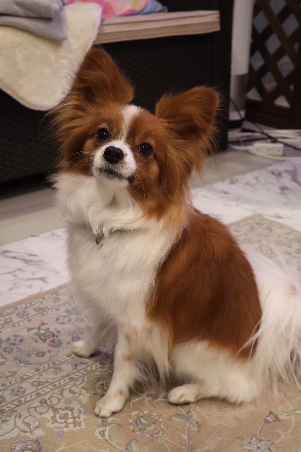 シンバ(♂) 2022.7.11