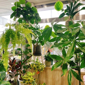 アーカイブ写真