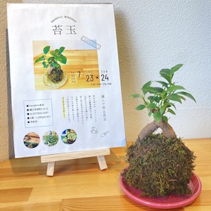 アーカイブ写真