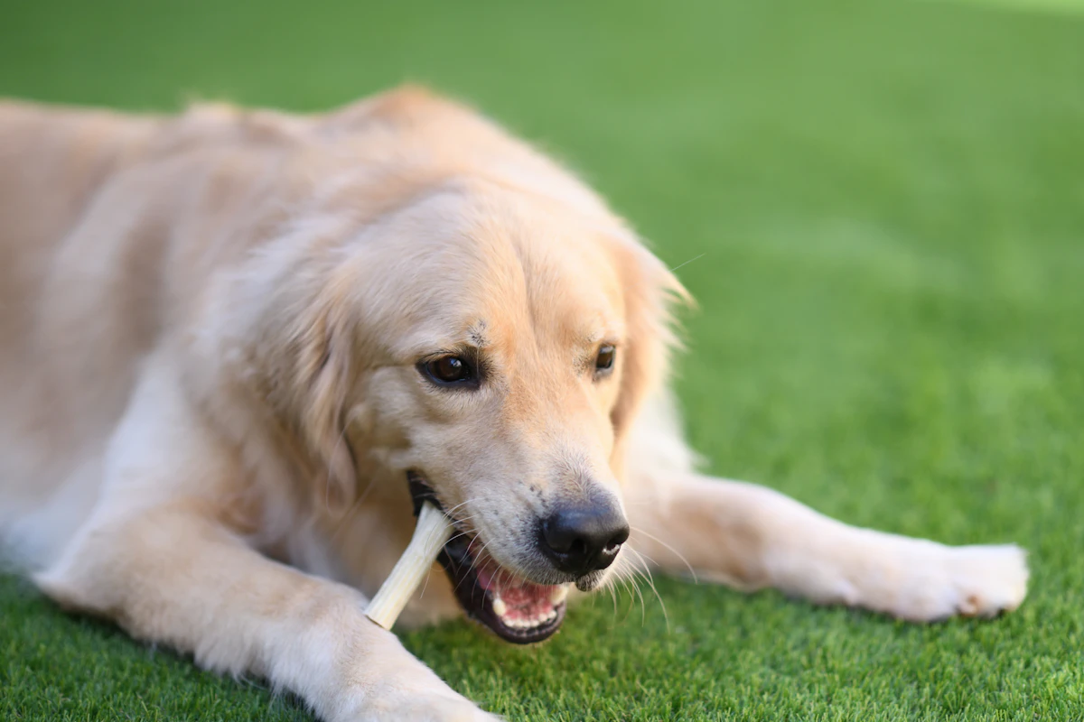 <p>手入れが大変だった庭を人工芝のドッグランに<br>お客様も愛犬も嬉しい、お手入れいらずの庭に変身</p>